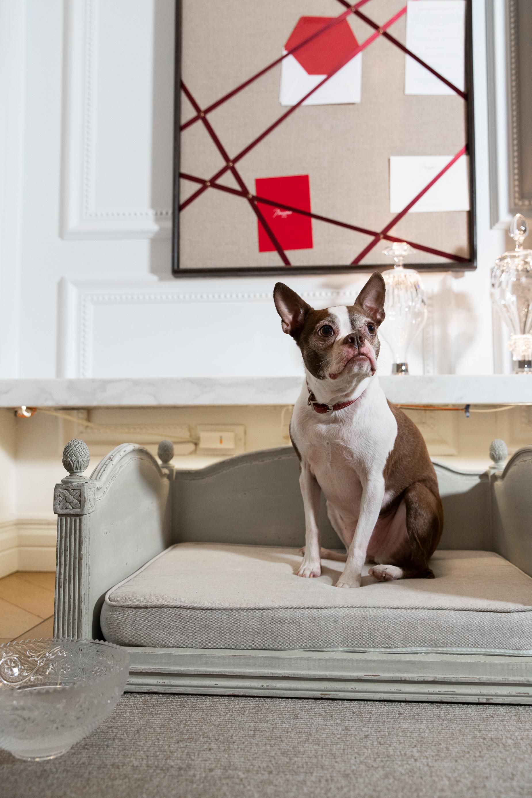 Luxury Pet Friendly Hotel NYC Baccarat Hotel New York